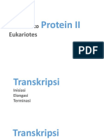 Gen To Protein 2 Eukariotik