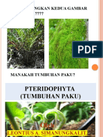 2 Pteridophyta