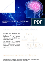 Sistema Nervioso Periférico: Estructura