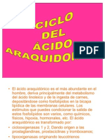 Ciclo Del Ácido Araquidónico