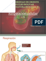 Respiracion Celular