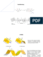 Von Der Aminosäure Zum Protein