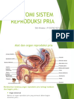 Bagan Anatomi Sistem Reproduksi Pria