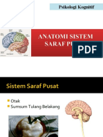 Anatomi Sistem Saraf Pusat