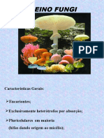 Reino Fungi Características