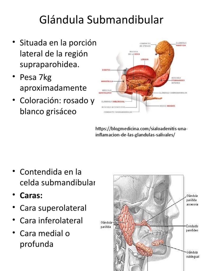 Glândula Submandibular: Anatomia, Função E Histologia – EYWUP