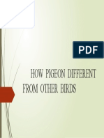 How Pigeon Different From Other Birds