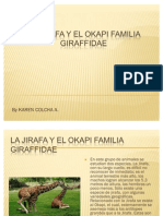 La Jirafa y El Okapi Familia Giraffidae