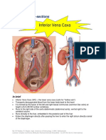 Inferior Vena Cava Cross-Section