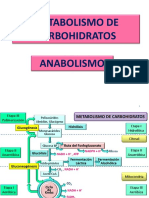 Anabolismo de Carbohidrato