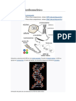 Ácido Desoxirribonucleico