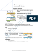 Estructura de Los Genes