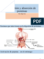 Digestión y Absorciòn de Proteìnas