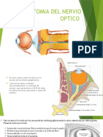 Anatomia Del Nervio Optico