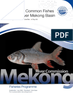 Photos of Common Fishes in The Lower Mekong River 20 June 2016