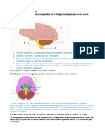 M08 P10 Nervioso