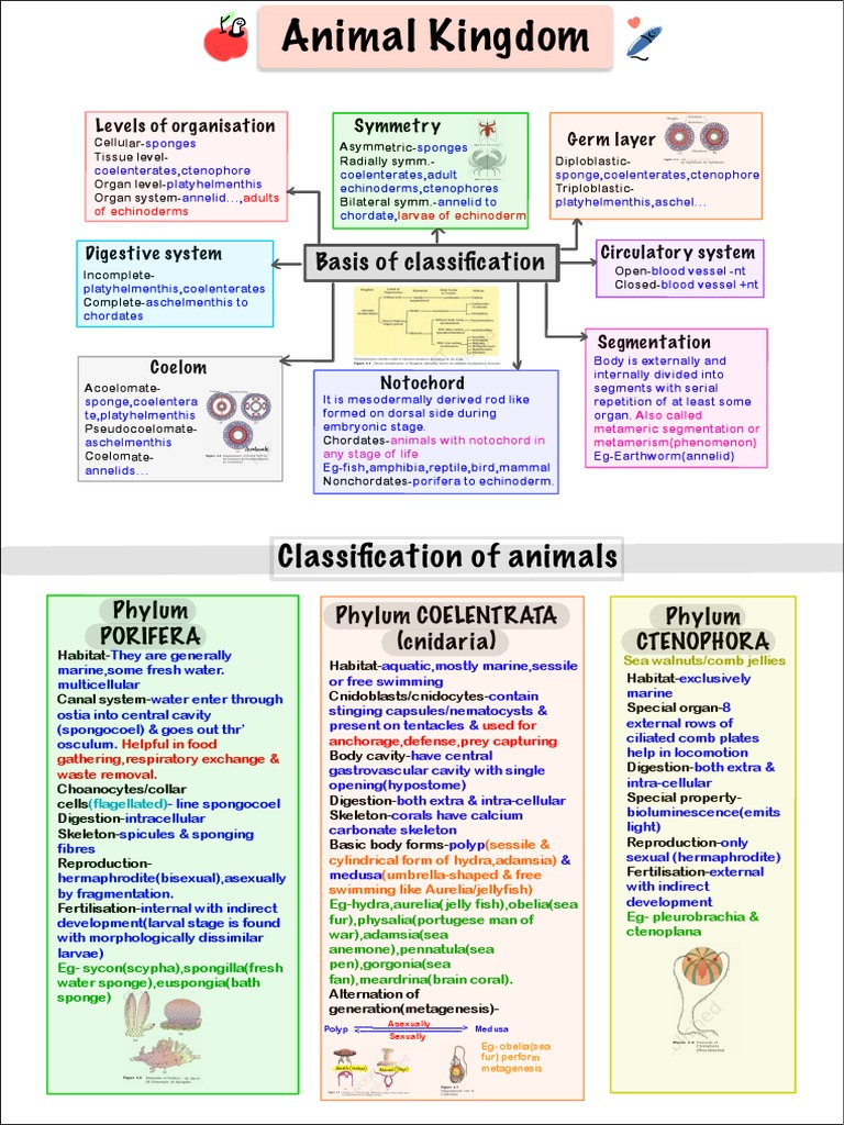 Animal Kingdom Mind Map | PDF | Sponge | Mollusca