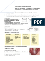 Lesiones Blancas y Rojas en La Mucosa Oral