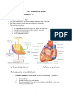The Cardiovascular System Explained