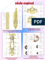 Medula espinal e estruturas do SNC