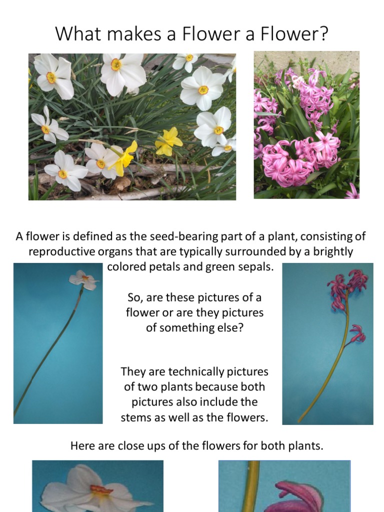 Understanding Flower Structure and Function | PDF | Science & Mathematics