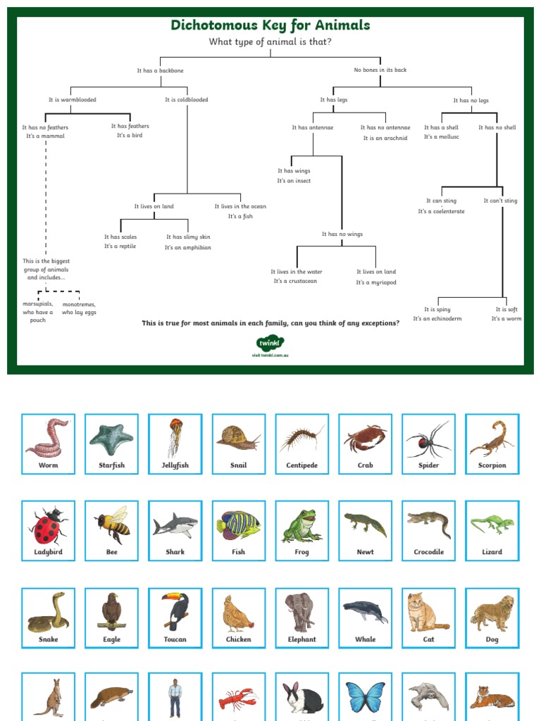 Animal Classification Dichotomous Key | PDF | Zoology | Organisms