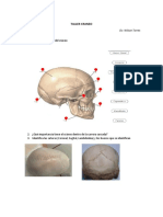 Taller Craneo