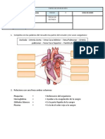 Ficha de Aplicación de 6º - El Sistema Circulatorio