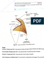 Origin, Insertion, Nerve Supply and Actions of Deltoid Muscle