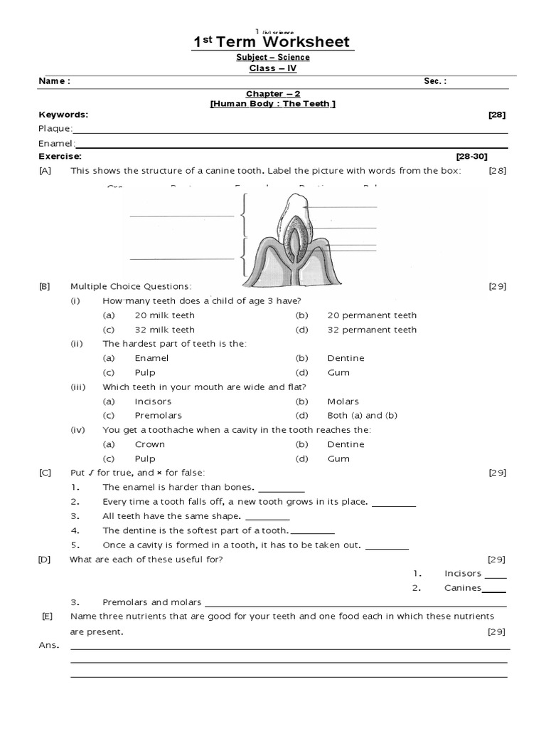 FOOD AND DIGESTION GRADE 4 WORKSHEET PDF Tooth Digestion