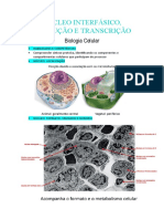 Bio Cel - Núcleo Interfásico, Tradução e Transcrição