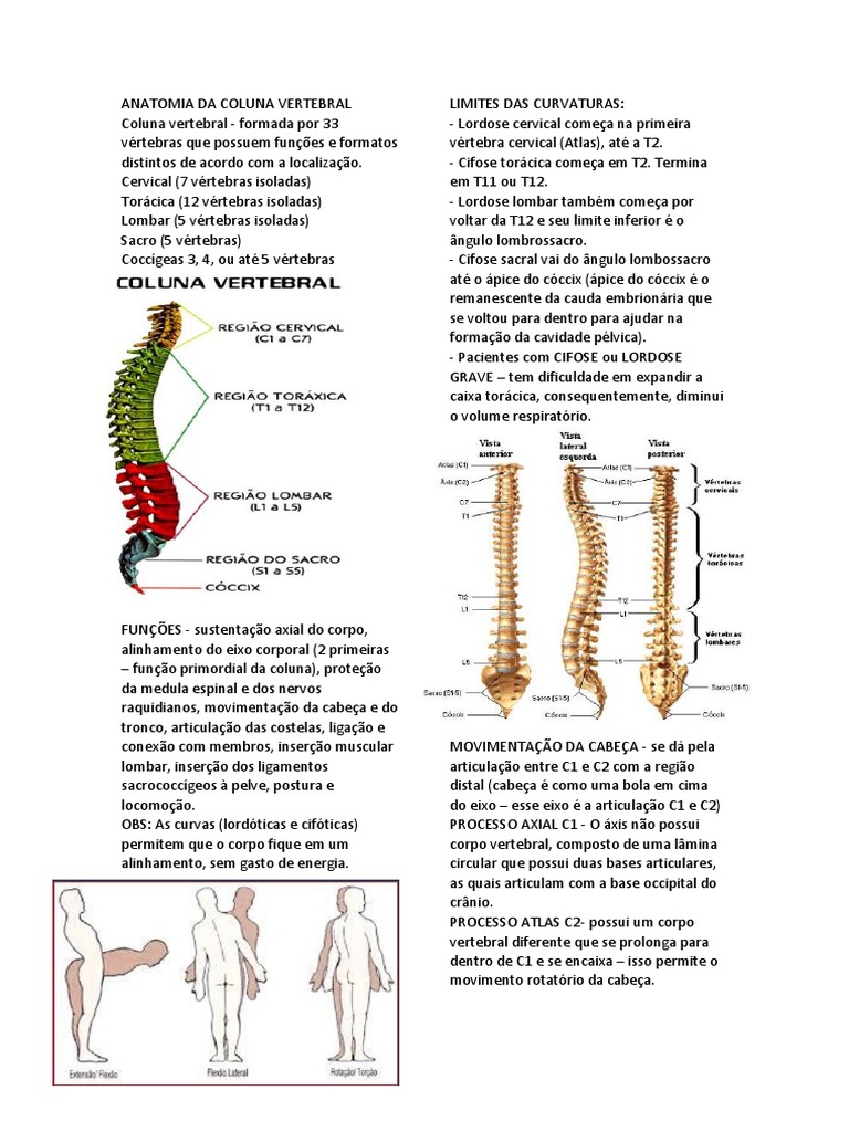 Anatomia da Coluna Vertebral | PDF | Coluna vertebral | Vértebra