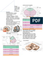 Aula 4 - ANATOMIA DO CEREBELO