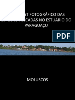 Lista de espécies pescadas no estuário do Paraguaçu