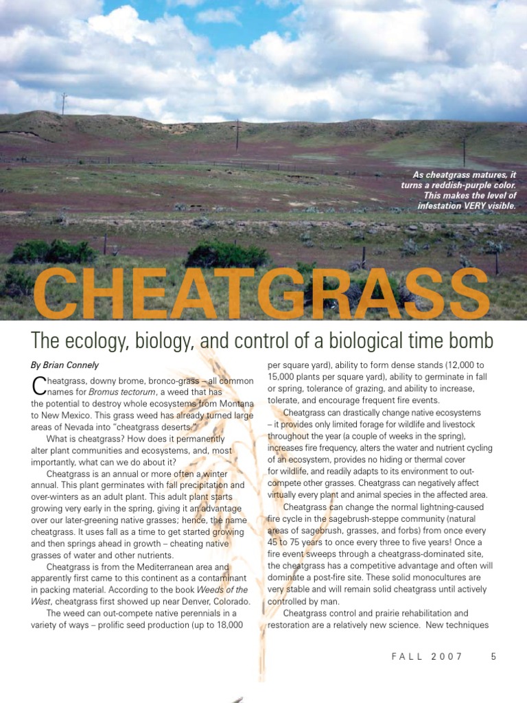 Cheatgrass: Ecology and Control Strategies | PDF | Herbicide | Weed