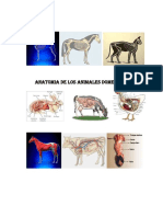 Anatomia de Los Animales Domesticos