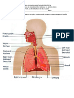 6 Sistema Respiratorio