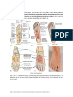 Apuntes de Musculos Del Pie.