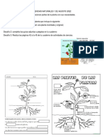 Ciencias 1 Agosto Necesidad de Las Plantas