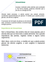 Processo Fotossíntese Planta