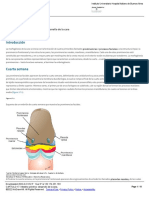 CAPÍTULO 17 - Intestino Primitivo - Desarrollo de La Cara