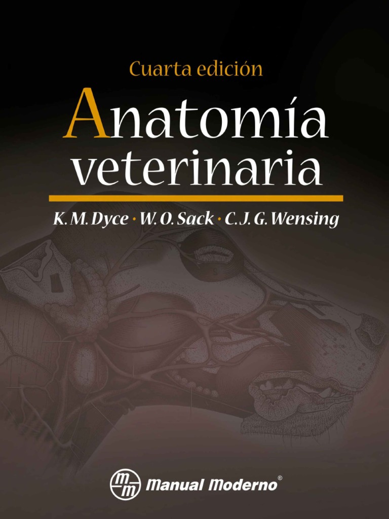 Anatomía visual data 6