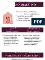Sistema Digestivo