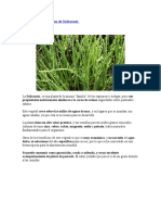 Beneficios Del Consumo de Salicornia