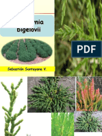 Salicornia