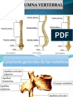 Columna vertebral: características de las vértebras y articulaciones