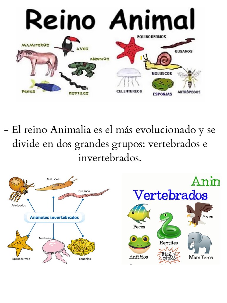 El Reino Animalia Es El Más Evolucionado y Se Divide en Dos Grandes Grupos  Vertebrados e Invertebrados. | PDF | Plantas | Biología Celular)