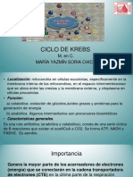 Ciclo de Krebs Nuevo