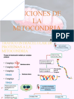 FUNCIONES DE LA MITOCONDRIA (Fundamento)