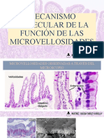 Mecanismo Molecular de La Función de Las Microvellosidades